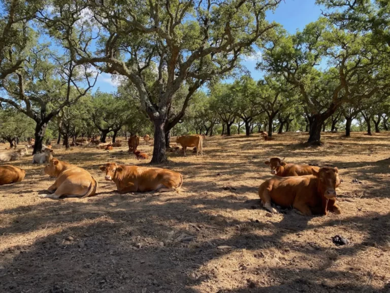 Alentejo